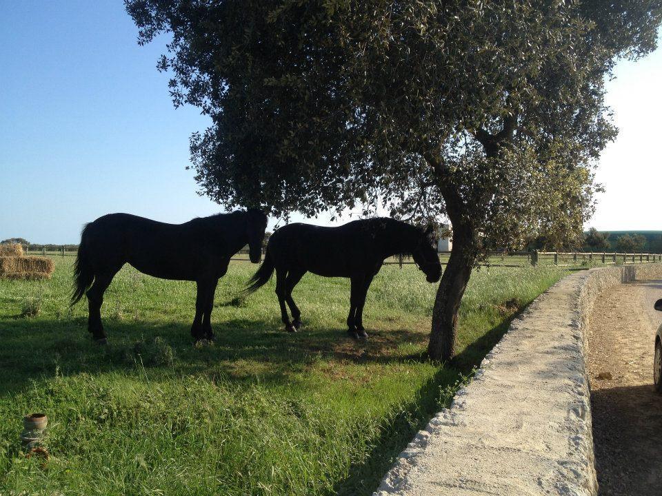 Masseria Autigne Otranto Exterior foto